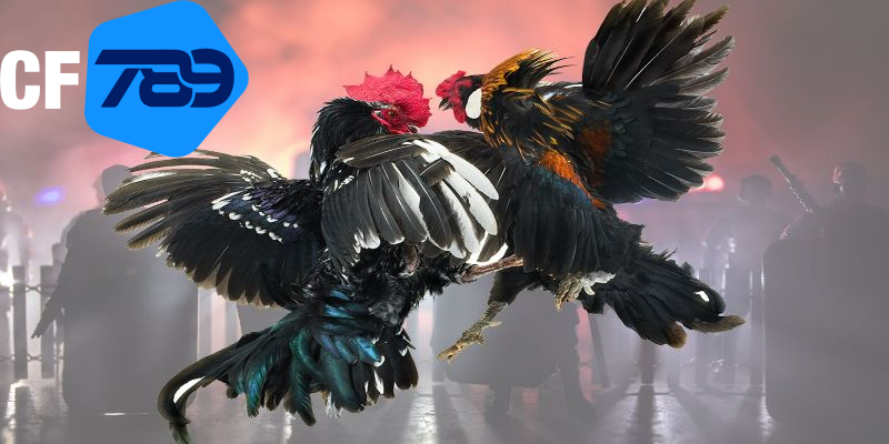 Ưu điểm khi trải nghiệm đá gà ăn tiền thật CF789